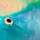 Illustration for article titled Wildlife Photo Contest Shows Nature Can Be Cruel—But Also Kind